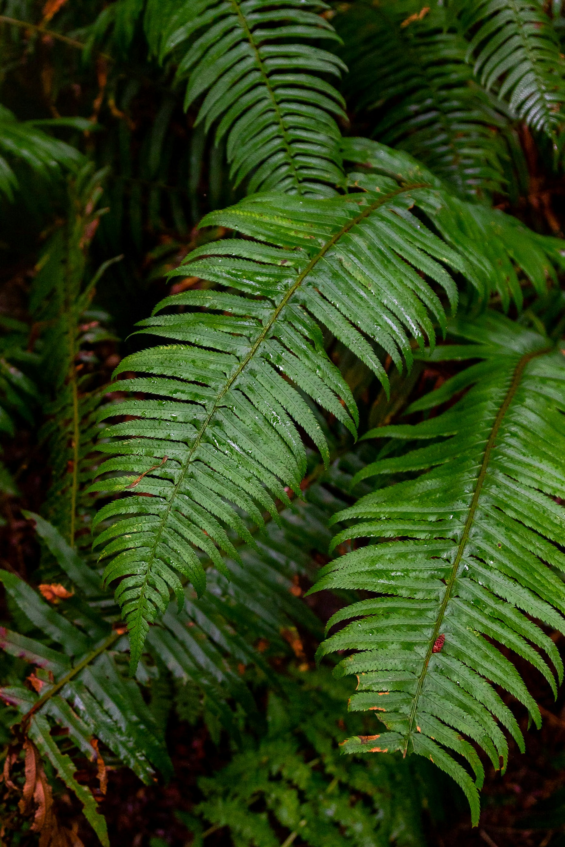 Tree Image
